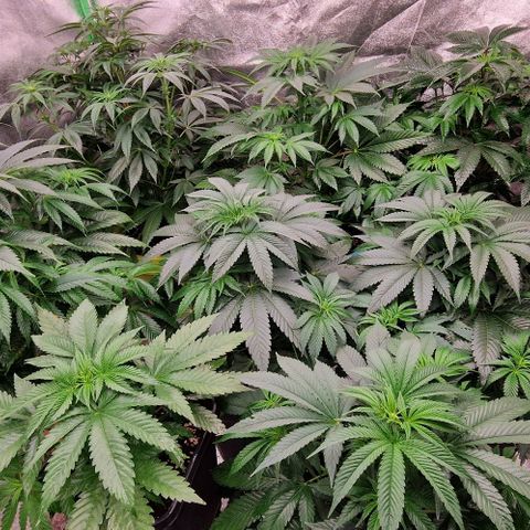 Cherry Mac Muffin #2 growlog photo: 2 Tage mit Phlizon 720W
