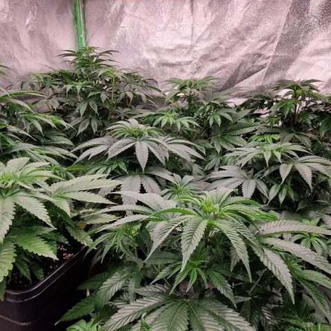 Cherry Mac Muffin #2 growlog photo: 2 Tage mit Phlizon 720W