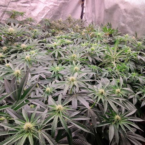 Cherry Mac Muffin #2 growlog timeline photo