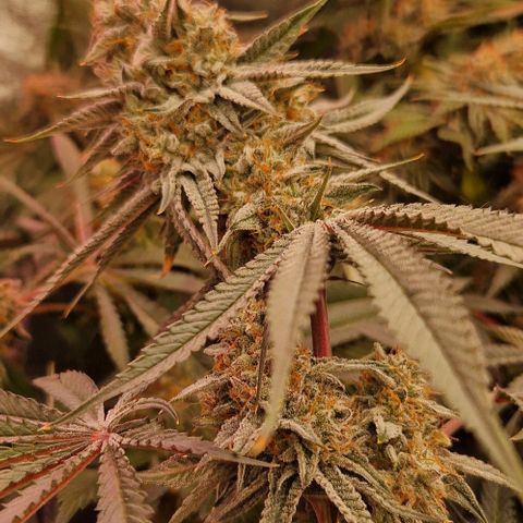 Cherry Mac Muffin #2 growlog photo: BW 7 Tag 50