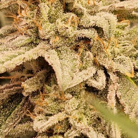 Cherry Mac Muffin #2 growlog photo: BW 7 Tag 50