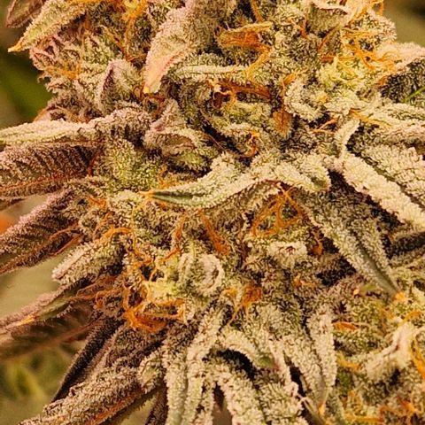Cherry Mac Muffin #2 growlog photo: BW 7 Tag 50