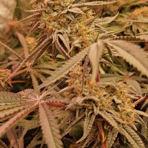 Cherry Mac Muffin #2 growlog photo: BW 7 Tag 50
