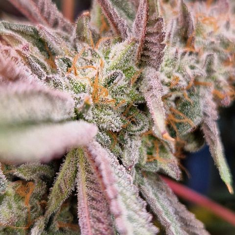 Cherry Mac Muffin #2 growlog photo: BW 7 Tag 50