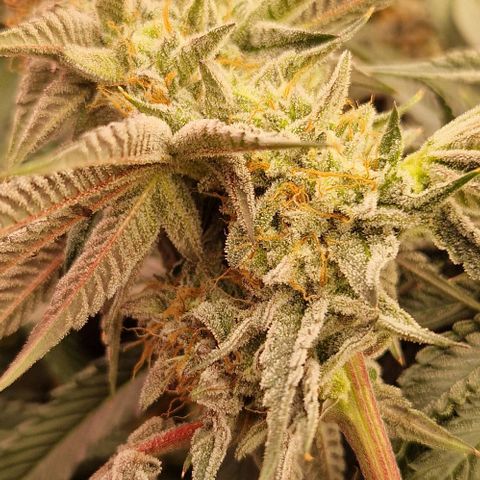 Cherry Mac Muffin #2 growlog photo: BW 7 Tag 50