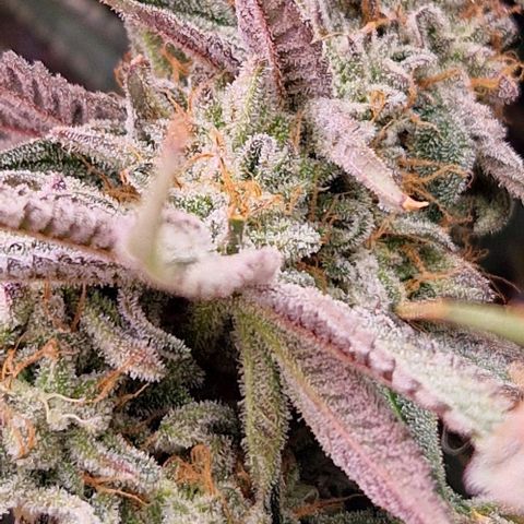 Cherry Mac Muffin #2 growlog photo: BW 7 Tag 50