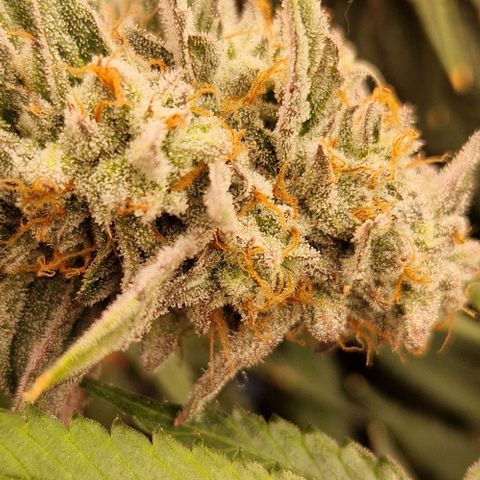 Cherry Mac Muffin #2 growlog photo: BW 7 Tag 50