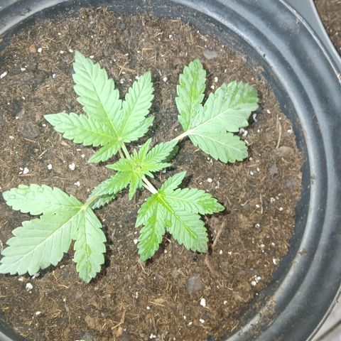 Unknown strain growlog photo: Progress