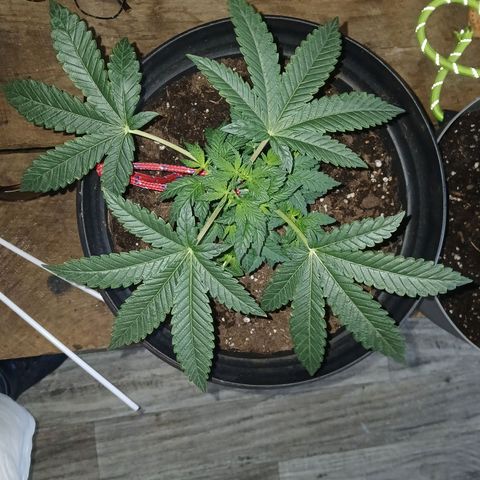 Unknown strain growlog photo: Progress