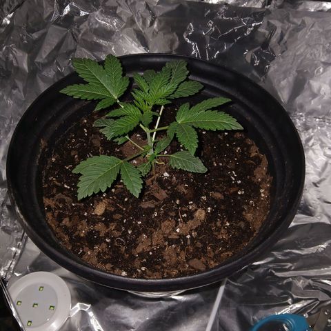 Unknown strain growlog photo: Progress
