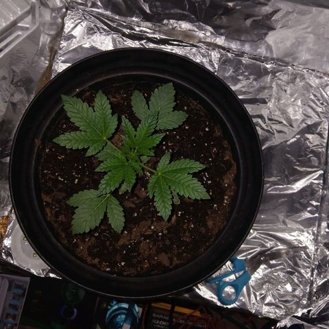 Unknown strain growlog photo: Progress