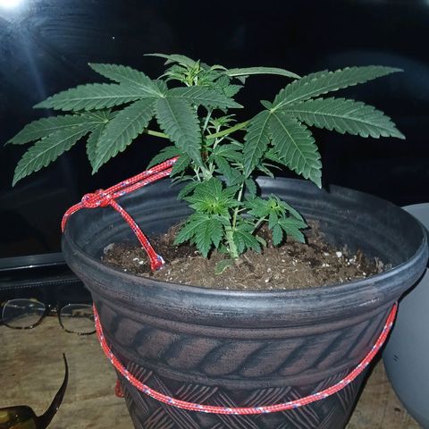Unknown strain growlog photo: Progress