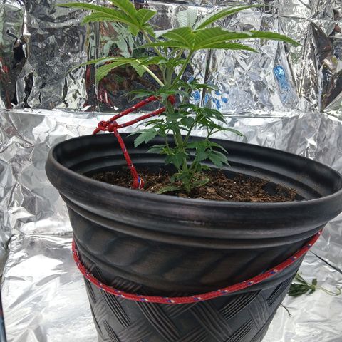Unknown strain growlog photo: Progress