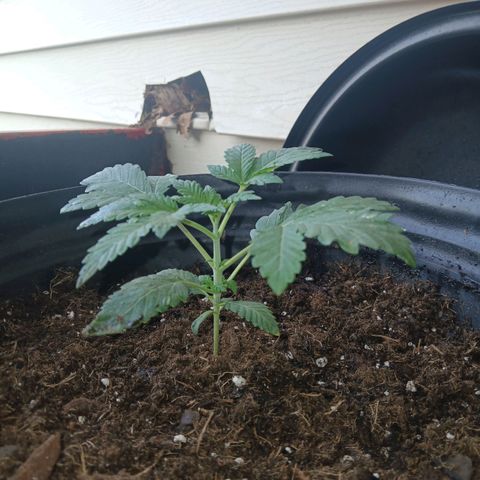 Unknown strain growlog photo: Progress