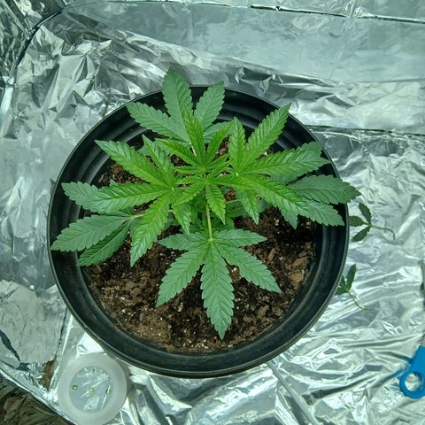 Unknown strain growlog photo: Progress