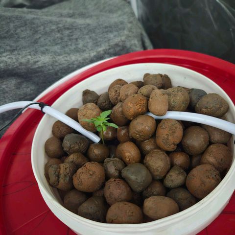 Amnesia Mendo Kush - Cannabiorganic Genetics growlog timeline photo