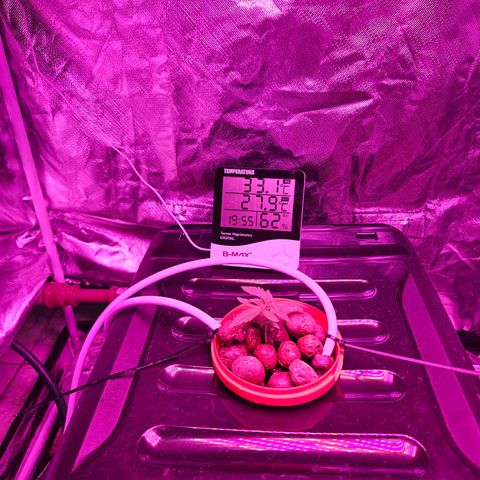 Amnesia Mendo Kush - Cannabiorganic Genetics growlog timeline photo