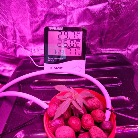 Amnesia Mendo Kush - Cannabiorganic Genetics growlog timeline photo