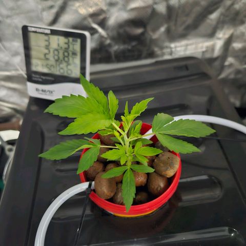 Amnesia Mendo Kush - Cannabiorganic Genetics growlog timeline photo