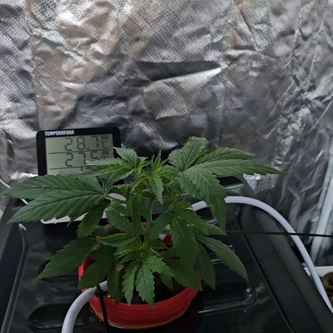 Amnesia Mendo Kush - Cannabiorganic Genetics growlog timeline photo