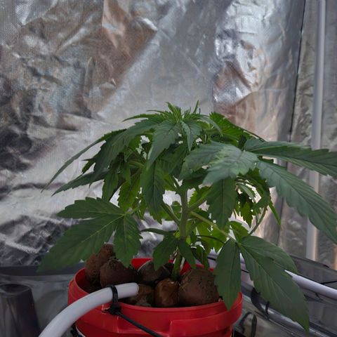 Amnesia Mendo Kush - Cannabiorganic Genetics growlog timeline photo