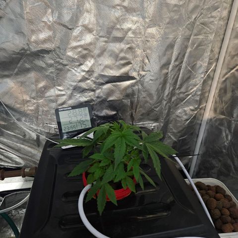 Amnesia Mendo Kush - Cannabiorganic Genetics growlog timeline photo