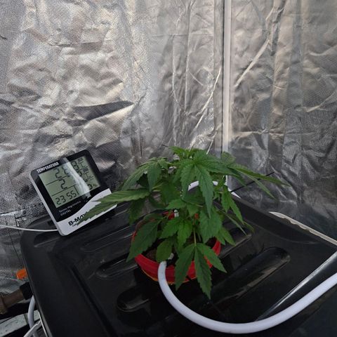Amnesia Mendo Kush - Cannabiorganic Genetics growlog timeline photo