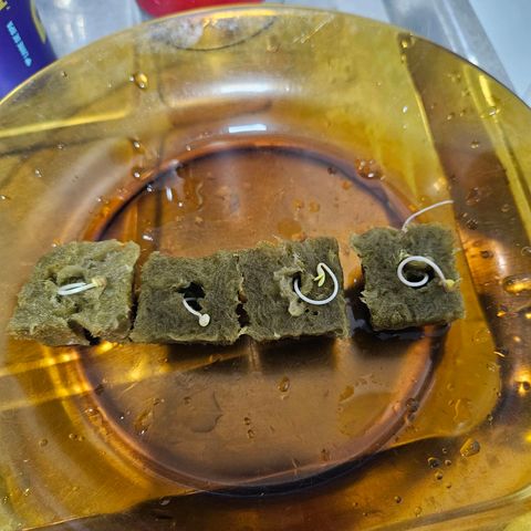 Amnesia Mendo Kush - Cannabiorganic Genetics growlog timeline photo