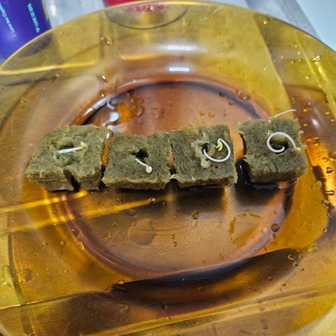 Amnesia Mendo Kush - Cannabiorganic Genetics growlog timeline photo