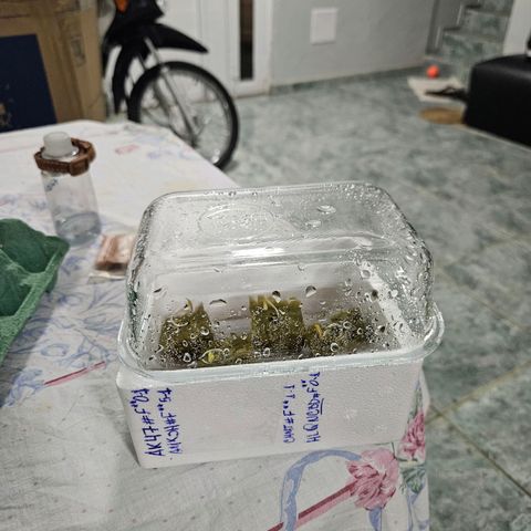 Amnesia Mendo Kush - Cannabiorganic Genetics growlog timeline photo