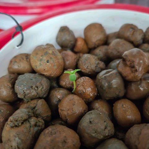 Amnesia Mendo Kush - Cannabiorganic Genetics growlog timeline photo