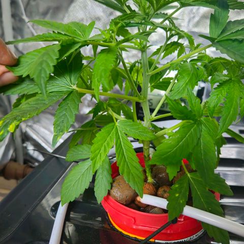 Amnesia Mendo Kush - Cannabiorganic Genetics growlog timeline photo