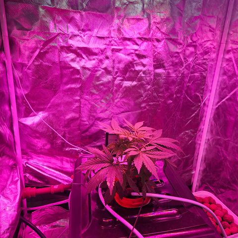 Amnesia Mendo Kush - Cannabiorganic Genetics growlog timeline photo