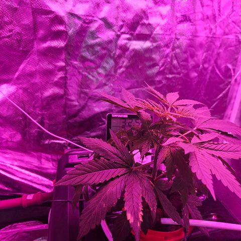 Amnesia Mendo Kush - Cannabiorganic Genetics growlog timeline photo