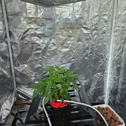 Amnesia Mendo Kush - Cannabiorganic Genetics growlog timeline photo