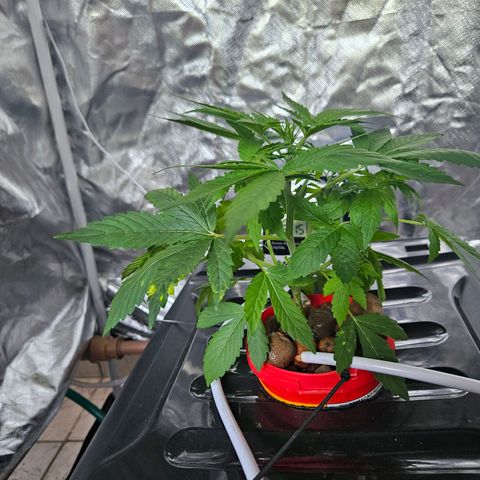 Amnesia Mendo Kush - Cannabiorganic Genetics growlog timeline photo