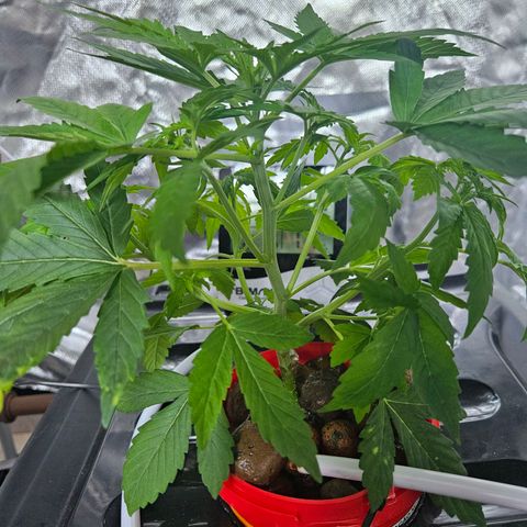 Amnesia Mendo Kush - Cannabiorganic Genetics growlog timeline photo