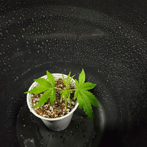 Amnesia Mendo Kush - Cannabiorganic Genetics growlog timeline photo