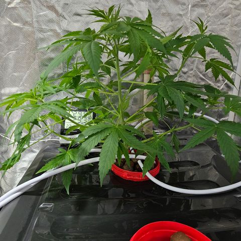 Amnesia Mendo Kush - Cannabiorganic Genetics growlog timeline photo