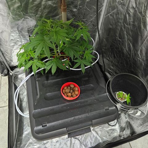 Amnesia Mendo Kush - Cannabiorganic Genetics growlog timeline photo