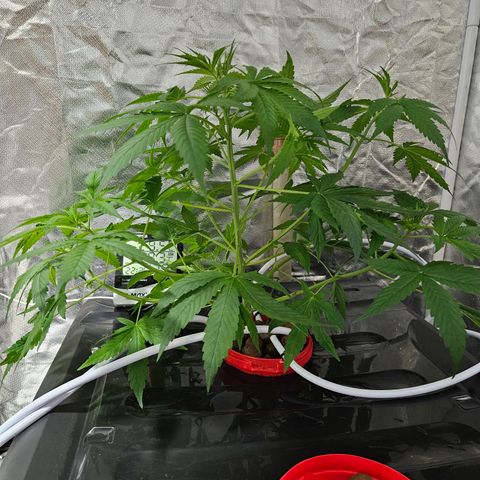 Amnesia Mendo Kush - Cannabiorganic Genetics growlog timeline photo