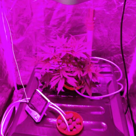 Amnesia Mendo Kush - Cannabiorganic Genetics growlog timeline photo