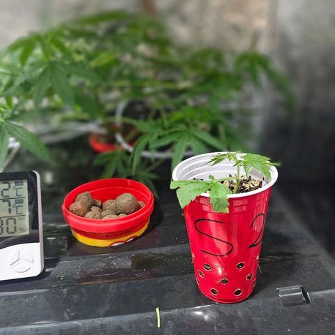 Amnesia Mendo Kush - Cannabiorganic Genetics growlog timeline photo