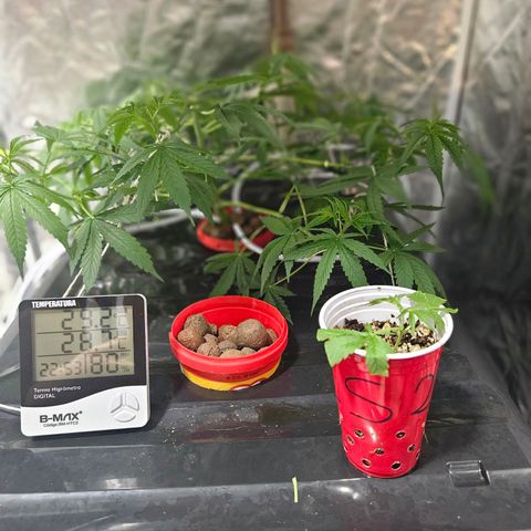 Amnesia Mendo Kush - Cannabiorganic Genetics growlog timeline photo