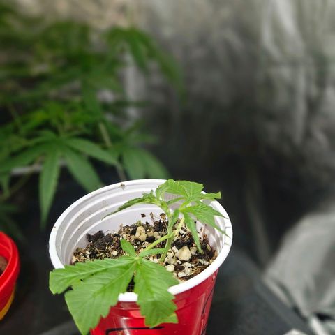 Amnesia Mendo Kush - Cannabiorganic Genetics growlog timeline photo