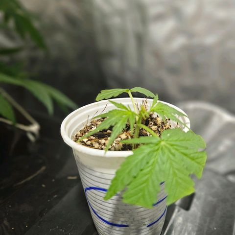 Amnesia Mendo Kush - Cannabiorganic Genetics growlog timeline photo