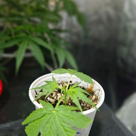 Amnesia Mendo Kush - Cannabiorganic Genetics growlog timeline photo
