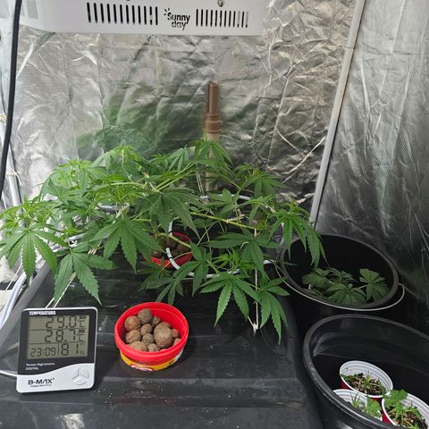 Amnesia Mendo Kush - Cannabiorganic Genetics growlog timeline photo