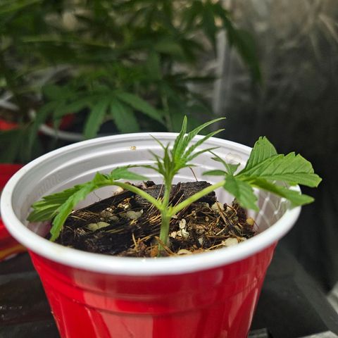 Amnesia Mendo Kush - Cannabiorganic Genetics growlog photo: Clones 3 e 4 