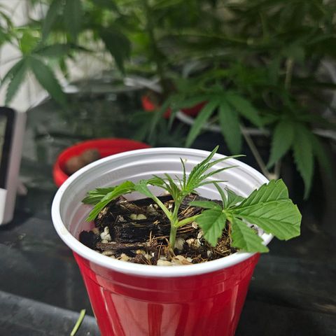 Amnesia Mendo Kush - Cannabiorganic Genetics growlog photo: Clones 3 e 4 